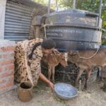 Kobieta w tradycyjnym stroju karmi cielęta obok wiejskiej biogazowni
